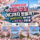 평일어린이공원 방범용CCTV_1 | 서울 벚꽃 어디까지 폈을까? 실시간 CCTV 개화 현황 + 추천 명소 모음