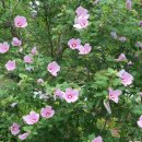 무궁화농장 이미지