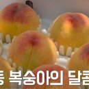 과일나라춘천