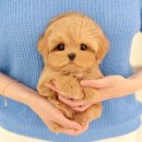 동명동물병원 이미지