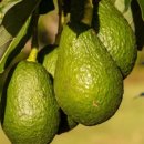 아보카도 이미지