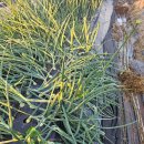 서마루농장 이미지