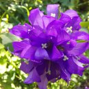 자주 꽃방망이(聚花風鈴草) -Dahurian clustered bellflower 이미지