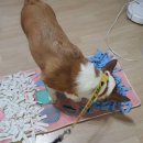 올바른 반려견 보호자 교육 이미지