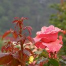 Jayne Hockley and Taryn Fiebig - O, My Love Is Like A Red, Red Rose 이미지