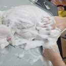 광릉내 애견 이미지