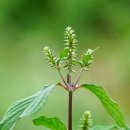 우슬의 효능, 쇠무릎의 효능, 우슬 닭발 묵만들기﻿, 우슬주 담그기 [관절염에 좋은 약초] 이미지