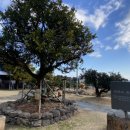 신효동 하귤나무 이미지