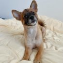 평택 애견미용 살롱 드 쭈 이미지