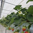 다대농장 이미지