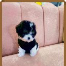 부산강아지분양 알프펫 이미지