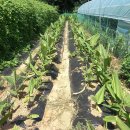 풍년농장 이미지