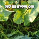 제주김집사 이미지