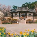 용호동061 | 봄나들이 수선화 명소 BEST 4