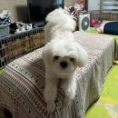 하이독스 이미지