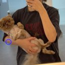 24시 봉담동물의료센터 이미지