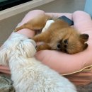 구영유치원 | 2주년 군산