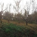 은행농장 이미지