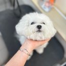 푸앤숑 이미지