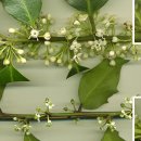 호랑호랑 이미지