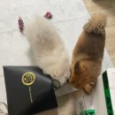 [인천 미추홀] &#39; 애정을 담은 애견 수제간식 &#39; 멍이네이야기