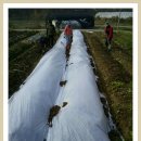 20131116 공동밭 마늘/양파 이랑 비닐 보온, 무우/당근 수확, 유기질비료 신청 이미지