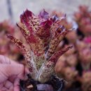 녹색농장 | 브로멜리아드 농장 공동 구매 리스트 (네오레겔리아)