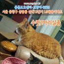 고양이를찾습니다(코숏 수컷 2마리) 서울시 중랑구 상봉동 신내13단지 LG쌍용아파트 이미지