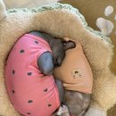 집사의하루 혜화점 이미지