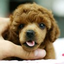 푸들푸들 이미지