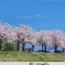 남산_CCTV폴대_#1 | 2026 강릉 벚꽃 개화시기 및 실시간 상황 확인 CCTV 링크 총정리