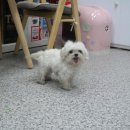 똥강아지 미용 이미지