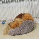 백구정민박 이미지