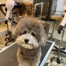 애옹애몽 이미지