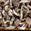 송이마트 이미지