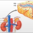 부신 [adrenal gland, 副腎] 이미지