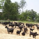 카리스농장 이미지