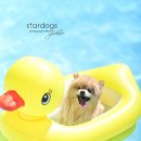 스타애견 이미지