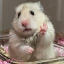 더드림 | [종로/동대문] 동대문 더드림왕수제핫바 포장 후기✨ 내돈내산 웨이팅 꿀팁