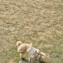 (주)펫그라운드 이미지