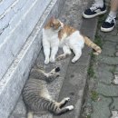 철계단집 | [서울 회기] 회기 냉삼 끝판왕! 철계단집 솔직 후기 (+소고기 된장찌개까지?) 냉삼 맛집 추천