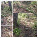 삼싹농장 이미지