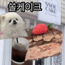 쏠(SSOL) | [대구 범어동] 수성구청역 근처 애견동반 카페 '쏠케이크(SSOL CAKE)' : 케이크가 맛있는 힐링 스팟 🐾