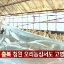청원오리농장