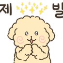 펫츠 아일랜드 이미지