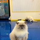 고양이카페 아이캣유 이미지