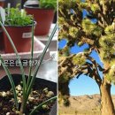 조슈아농장 이미지