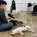 피터팬전자 이미지