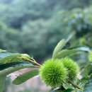 지호농원 이미지