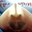 아싸가오리 이미지